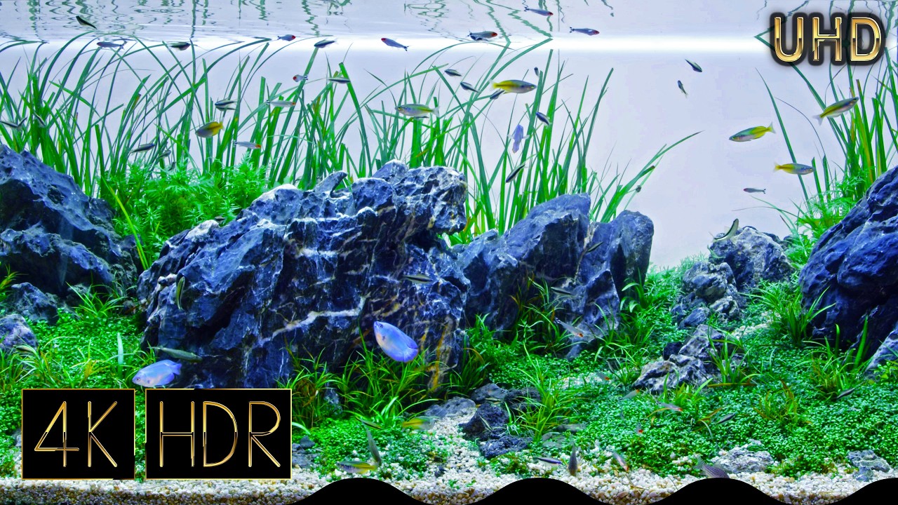 [Cropped] Underwater Serenity｜Fixed 3hours 4K HDR 60fps｜Real Aquarium｜Breezy Meadow｜UHD
