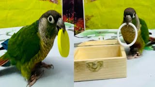 Intelligent Little Bird 🦜💚 Smart Parrots Training #Training #Smartparrot