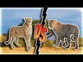 𝕮𝖍𝖊𝖊𝖙𝖆𝖍 𝖁𝕾 𝖑𝖊𝖔𝖕𝖆𝖗𝖉! (cheetah vs leopard)