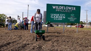 The League City Garden Club plants wildflowers along Highway 3 and League City Parkway