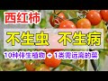 西红柿的10种伴生植物 减少虫害病害 和1大类一定不能种在番茄旁边的蔬菜 降低产量 西红柿的10种伴生植物 减少虫害病害 和1大类一定不能种在番茄旁边的蔬菜 降低产量