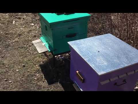 Видео: Любопытные пчёлы в холодную погоду - апрель 2019