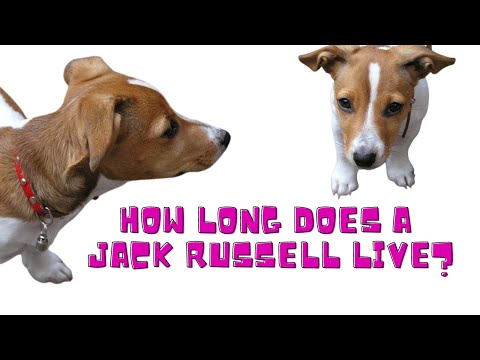 वीडियो: जैक रसेल की औसत आयु क्या है?