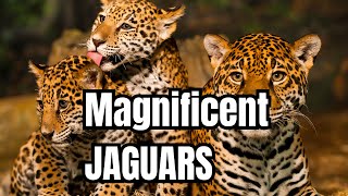 Interesting Jaguar Behavior Up Close