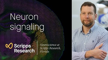 Neuron signaling: neuroscience at Scripps Research, Florida