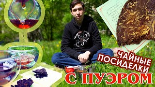 Что такое пуэр? Пуэр прет? Как заварить пуэр? Как выбрать пуэр? Закопал шу и шен пуэр в землю