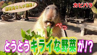 カピバラに初セロリをあげてみた!