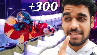 I Went to See 300+ Betta & Guppy Fish ! by AQUATIC MEDIA 41,276 views 4 months ago 10 minutes, 8 seconds
