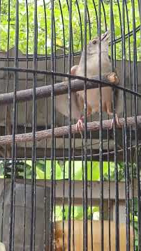 cigun paud isian cililin sambung brem. .