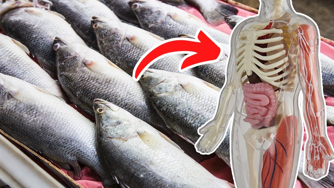 Top 11 Barramundi Fish Benefits - Amazing Health Benefits of Barramundi Fish