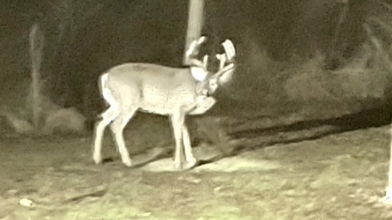 Deer Getting Ready Just messing with deer blind getting ready - YouTube
