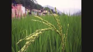 Chaita Ki Chaitwal-- The Original Jagar By Chandra Singh Rahi
