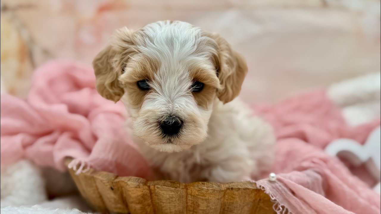 Honey-Hank 12/26/25 Maltipoo Puppies 6 weeks old 