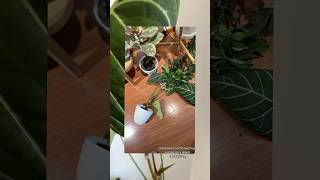 Как удалось спасти сломанный лист? #plants #plantcare #комнатныерастения #anthurium #houseplants