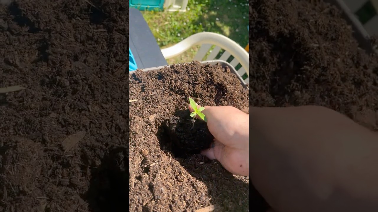 Mise en pot auto floraison sans prise de tête ;)