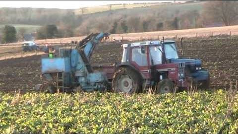 Fodder Beet Harvesting with International 885 XL and Ransomes 33A Jan 2010- johnwandersonagain
