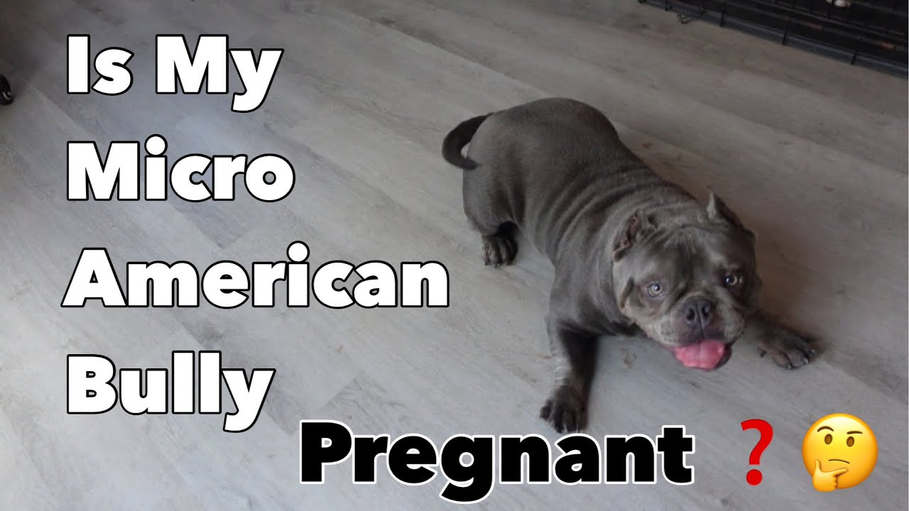 is-my-micro-american-bully-pregnant-youtube