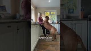 3 Redenen Waarom Je Hond Je Overal Volgt