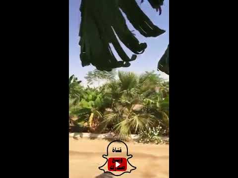 مزرعة موز في عيون الجواء بالقصيم