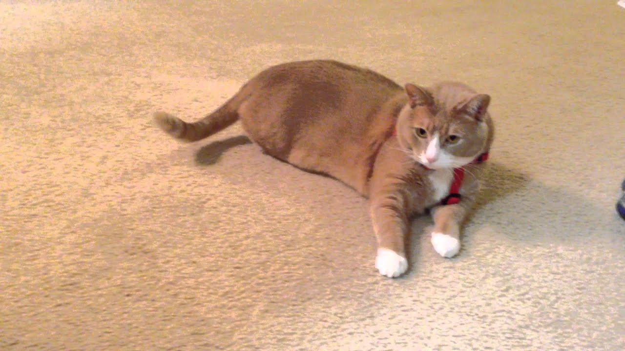  Fat cat walking  with a harness YouTube