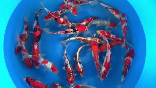 202003 Hiroi Sp-259 25-28 Cm Tatea