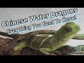 How to Setup a Baby Chinese Water Dragon Terrarium