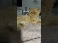 Mila fly fly #persian #persiancatcorner #cat a-a#yourcat #cute -#yourpet #catering