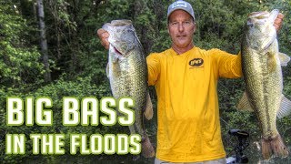 Bass Fishing Flooded Cover during Rising Water (FLIPPING BUSHES)