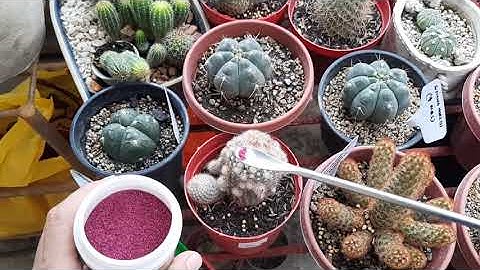 Systematic Insecticide - Root Uptake for Cactus and Succulents 多肉植物 | 다육이들 | SUCULENTAS