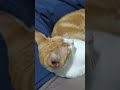 No aconchego do colo humano!😺
