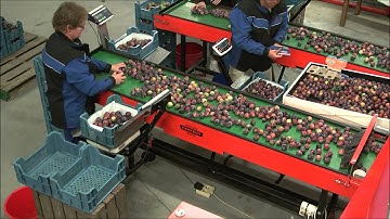 "Perfect" electronic cup sorting machine Uni-Cup sorting plums