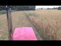 IH 284 Turbo mowing hay