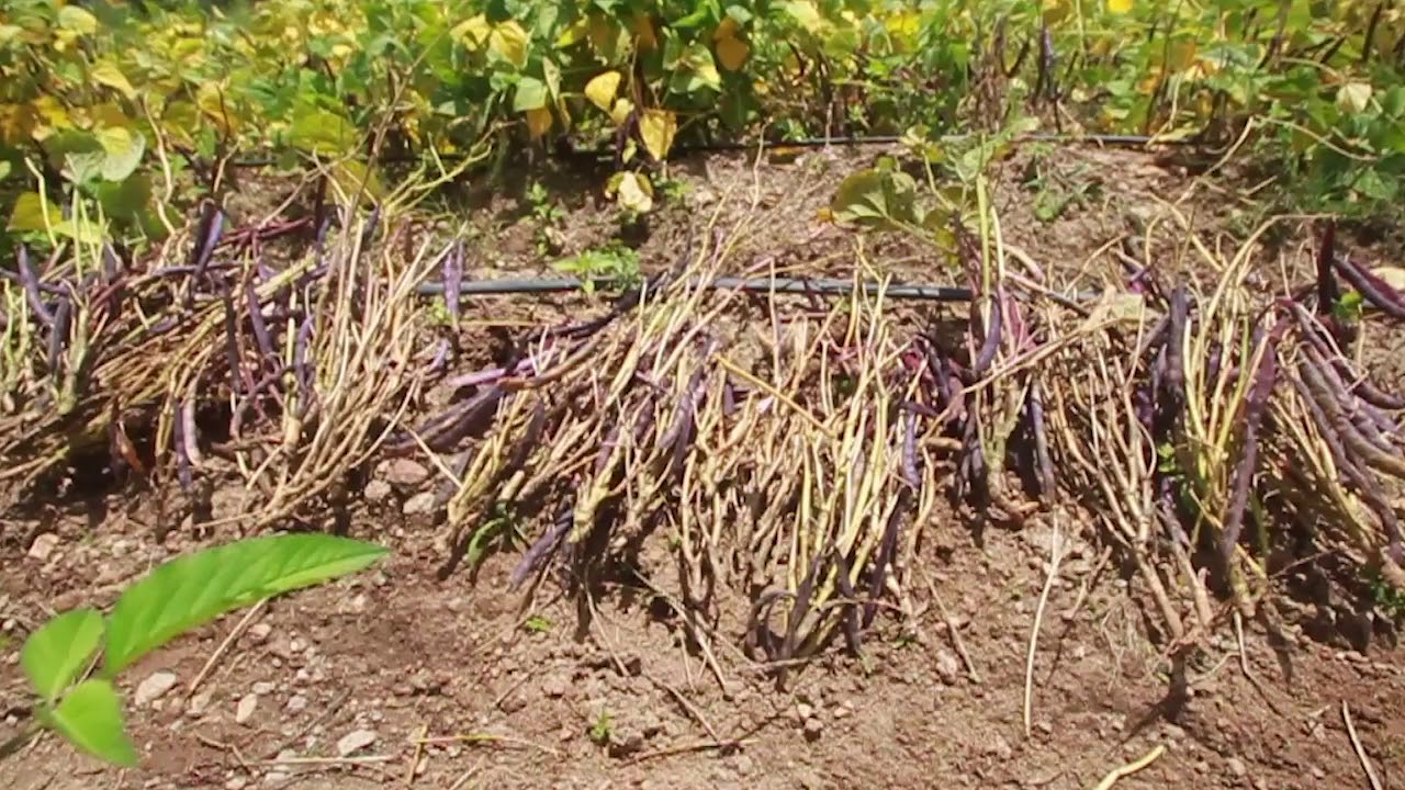 Cosecha y secado del cultivo de frijol