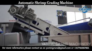 YANTAI GRAND PRESENTS Automatic Shrimp Grading Machine Production at Udupi Karnataka