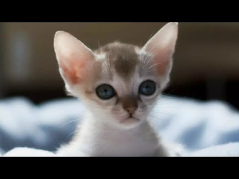 Video: Mačka ljubezen: ali mačke res ljubezen?