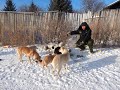 北方下大雪，71岁老妈炖一锅肉喂17只流浪狗，零下39度吃完暖和了