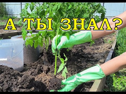Видео: Где посадить помидор?