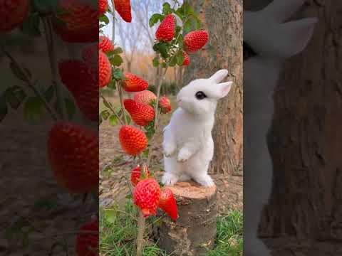 راحة نفسية سبحان الخالق أجمل ألمانيا اغاني