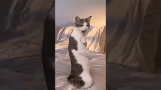 The cat is unleashing its move