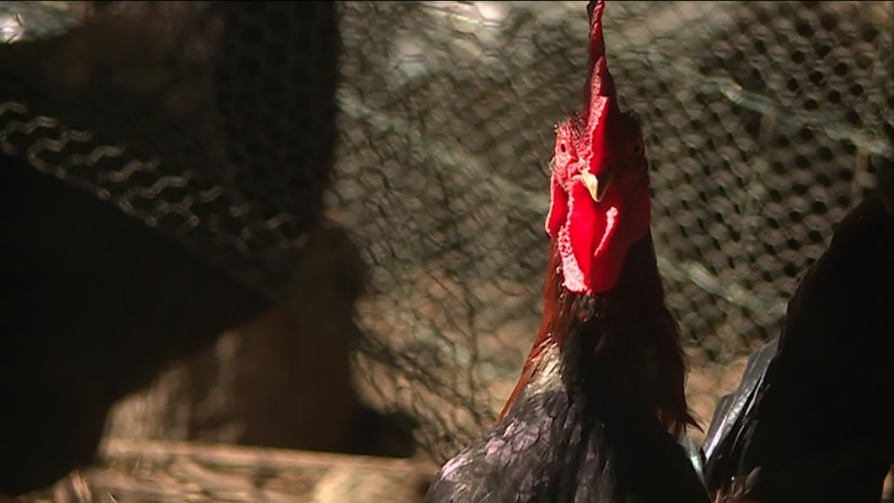 Arles-sur-Tech : le coq Prince pourra-t-il continuer à chanter au petit jour ?