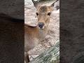 À Nara, les animaux sont… en liberté ! 🦌