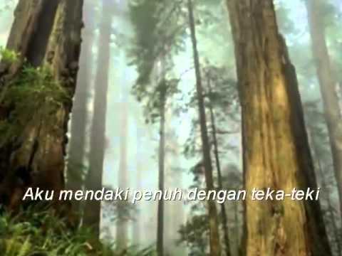 Video: Di manakah kanopi pokok?