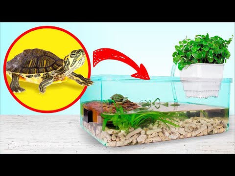 Video: Perumahan yang betul dan Penjagaan Kura-kura Kotak Binatang