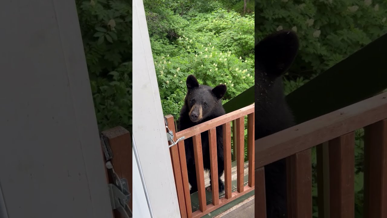 Alaskan Black Bear Gets Gently Mothered ViralHog