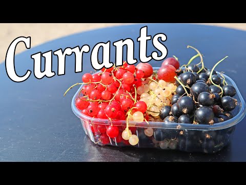 CURRENT CURRANTS by a CURRENT! - Trying 5 Varieties of This Little Fruit in Finland!