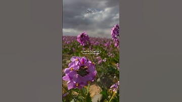 سورة الاحزاب#بصوت محمد لوك