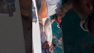 Φρέσκια ΜΠΑΡΜΟΥΝΙΑ😱😱 #ψάρεμα #fishing #fish