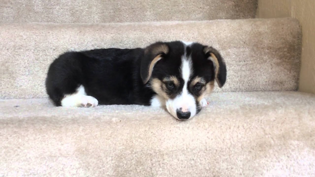corgi going up stairs
