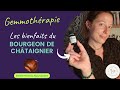 Gemmothrapie le bourgeon de chtaignier