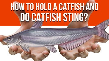 How To Hold A Catfish and Do Catfish "Sting"